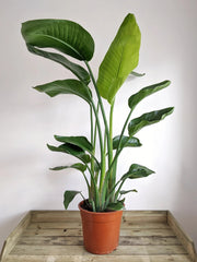 Strelitzia Nicolai or Bird of Paradise Plant طائر الجنة - Greensouq -