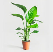 Strelitzia Nicolai or Bird of Paradise Plant طائر الجنة - Greensouq -