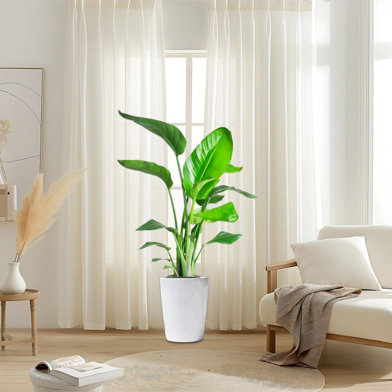 Strelitzia Nicolai or Bird of Paradise Plant طائر الجنة - Greensouq -