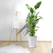 Strelitzia Nicolai or Bird of Paradise Plant طائر الجنة - Greensouq -