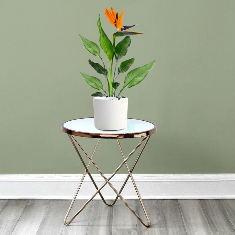 Strelitzia Reginae or Bird of Paradise طائر الجنة (Indoor No Flowers) 30 - 40cm