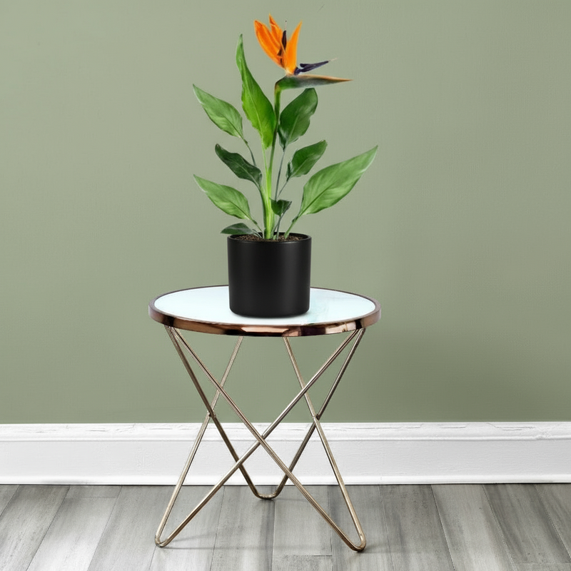 Strelitzia Reginae or Bird of Paradise طائر الجنة (Indoor No Flowers) 30 - 40cm