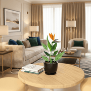 Strelitzia Reginae or Bird of Paradise طائر الجنة (Indoor No Flowers) 30 - 40cm - Greensouq -