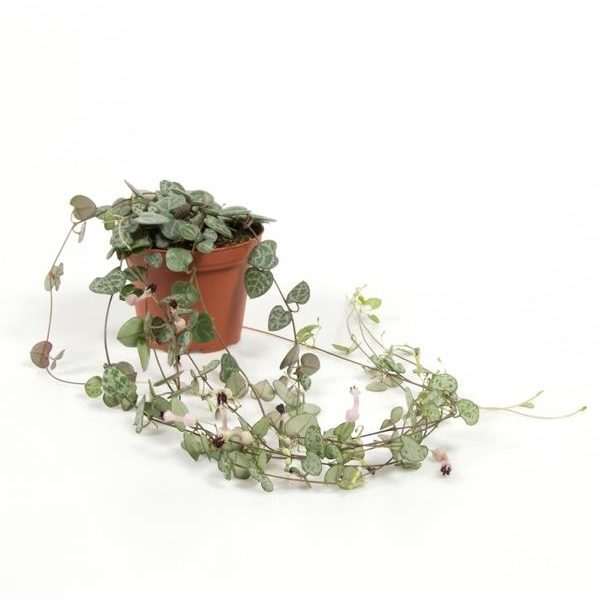 Ceropegia woodii or String of Hearts