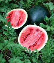 Sugar Baby Watermelon Agrimax Seeds - Greensouq -