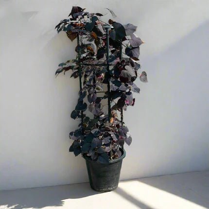 Sweet Potato Vine | Ipomoea batatas | Ipomoea Black Heart 80 - 100cm - Greensouq -