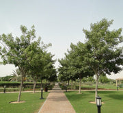 Tabebuia Pentaphylla "Trumpet Tree or Pink Poui" - Greensouq -