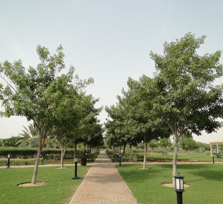 Tabebuia Pentaphylla "Trumpet Tree or Pink Poui" - Greensouq -