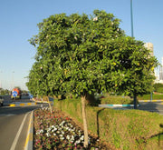Tabebuia Rosea "Rosy Trumpet Tree" - Greensouq -