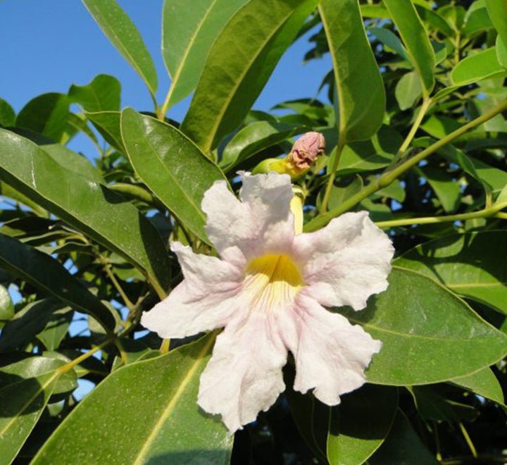 Tabebuia Rosea "Rosy Trumpet Tree" - Greensouq -
