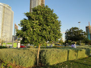 Tabebuia Rosea "Rosy Trumpet Tree" - Greensouq -