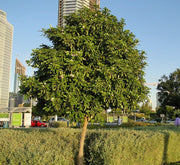 Tabebuia Rosea "Rosy Trumpet Tree" - Greensouq -