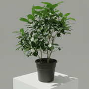 Tabernaemontana Chinensis | Crepe Jasmine - Greensouq -