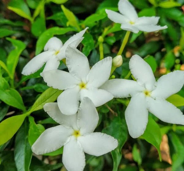 Tabernaemontana Chinensis | Crepe Jasmine - Greensouq -