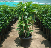 Tabernaemontana Divaricata, crape jasmine - Greensouq -