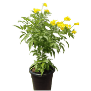Tecoma stans or Yellow Bells - Greensouq -