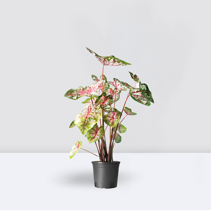 Caladiums or Angel Wings "Assorted" Top Quality Indoor Plants"