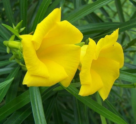 Thevetia peruviana | Cascabela Thevetia - Greensouq -