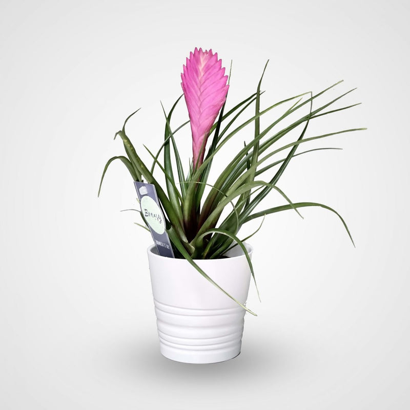 Tillandsia Cyanea Pink Quill "Healthy Indoor Plant" - Greensouq -