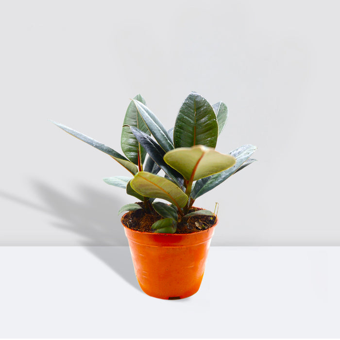 Ficus Elastica