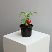 Tomato Plant | Solanum lycopersicum | Fresh Tomato | Vegetable Plant 10 - 15 cm - Greensouq -