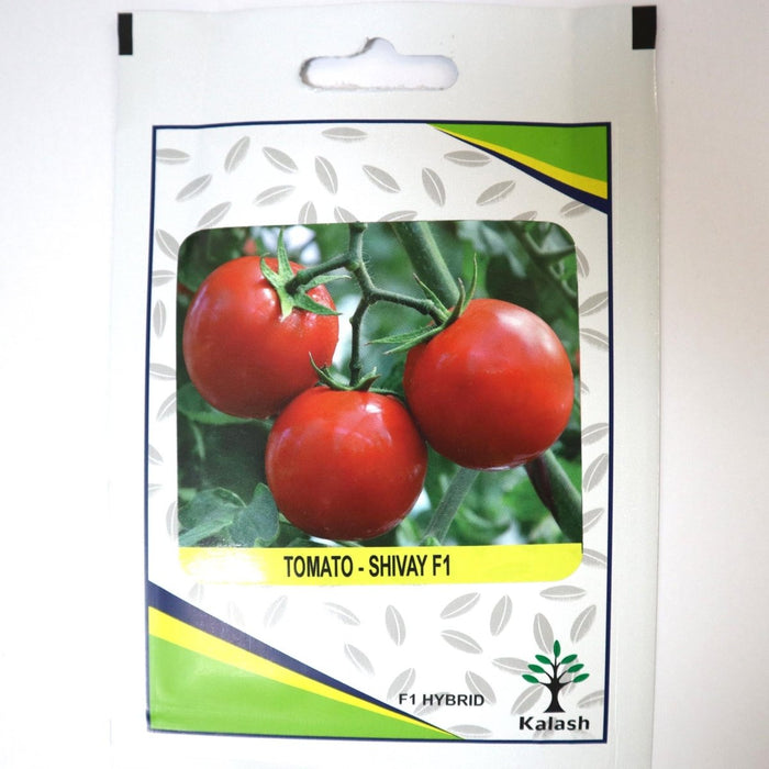 Tomato Shivay F1 Hybrid Premium Quality Seeds - Greensouq -