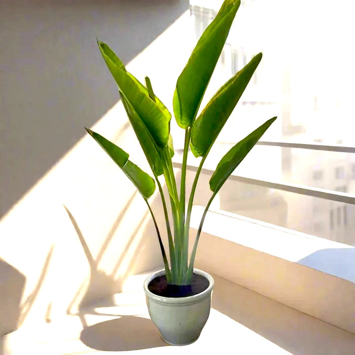 Ravenala Madagascariensis “Traveller’s Palm” in Rolled Rim Pot 1.0 - 1.3m