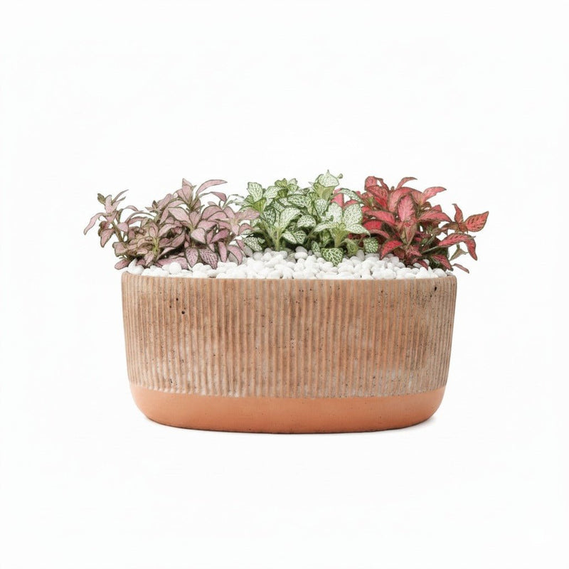 Trio Fittonia Foliage in Textured Grey Planter - (Length 25cm, Height 12cm) - 3 Fitonia plants - Greensouq -