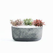 Trio Fittonia Foliage in Textured Grey Planter - (Length 25cm, Height 12cm) - 3 Fitonia plants - Greensouq -
