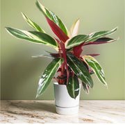 Triostar (Stromanthe Sanguinea) - Greensouq -