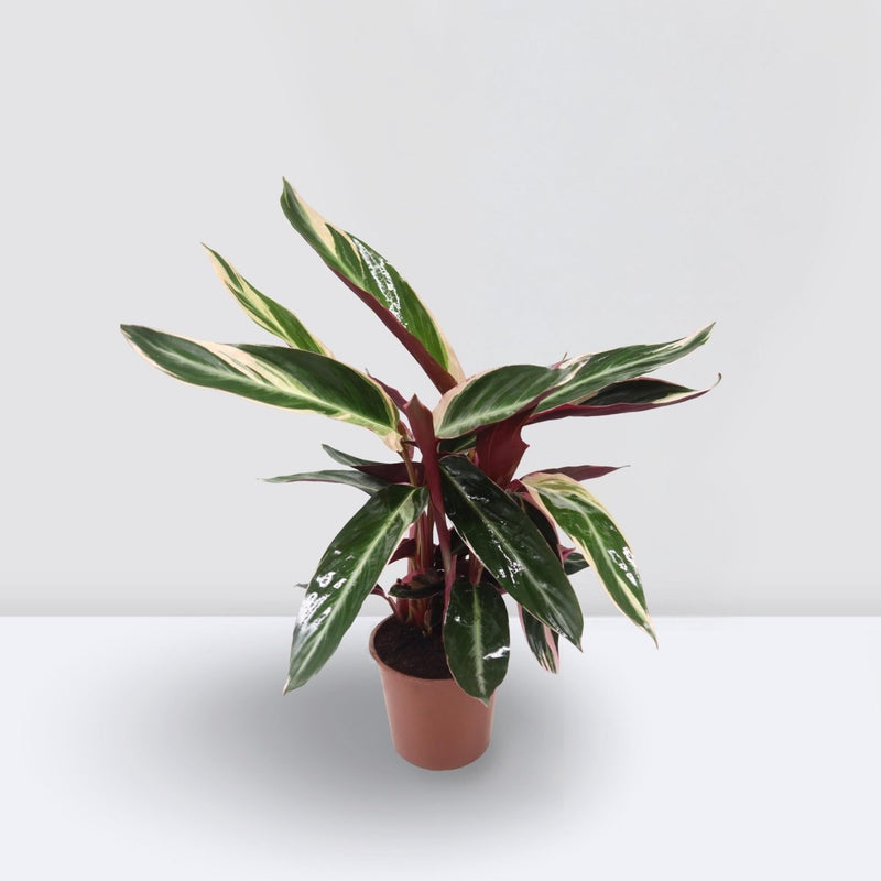 Triostar (Stromanthe Sanguinea) - Greensouq -