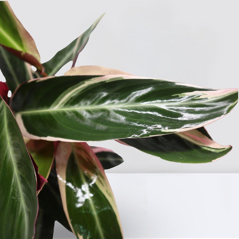 Triostar (Stromanthe Sanguinea) - Greensouq -