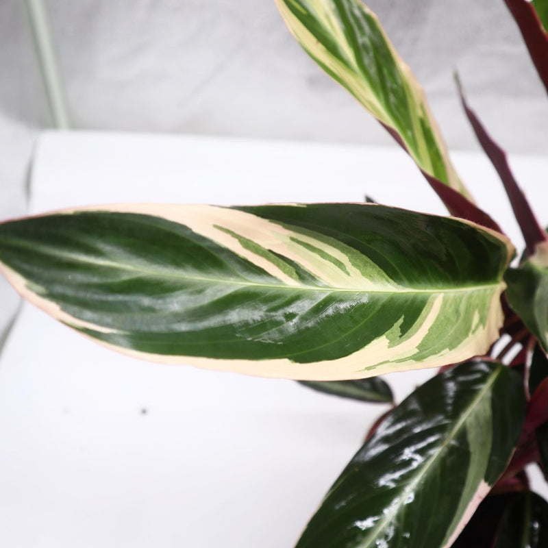Triostar (Stromanthe Sanguinea) - Greensouq -