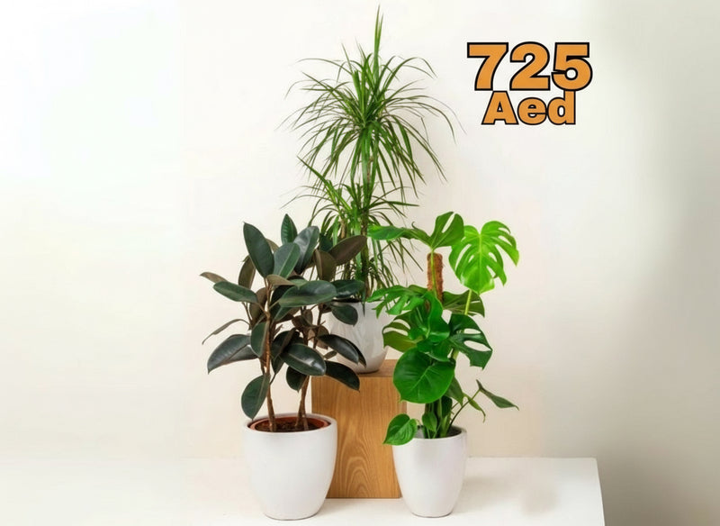 Urban Jungle Plants Bundle in White Ceramics Pot (Monstera Deliciosa 70 - 90cm, Ficus Elastica 80 - 100cm, Dracaena Marginata 90 - 100cm) - Greensouq -