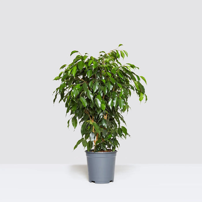 Ficus benjamina “Weeping Fig”