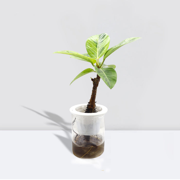 Ficus Variegated