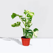 Variegated Monstera Deliciosa Thai Constellation | 70 - 90cm - Greensouq -