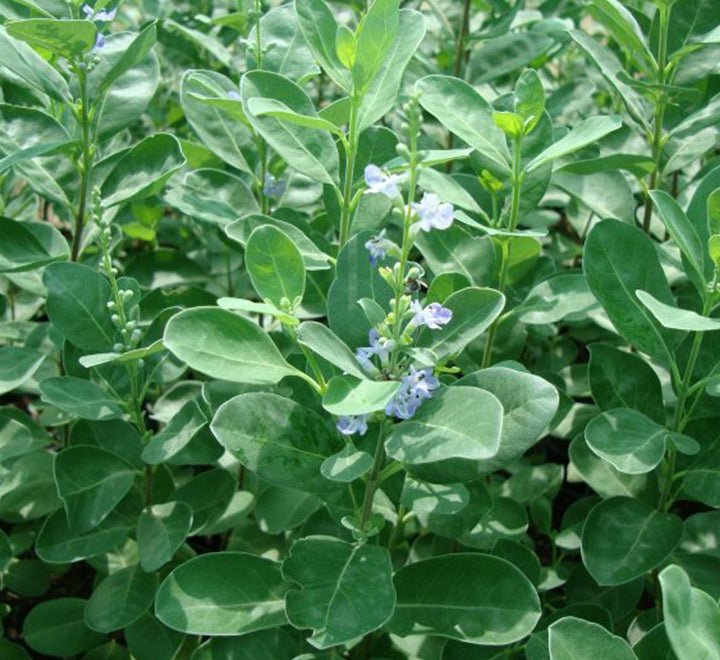 Vitex Rotundifolia or Beach Vitex - Greensouq -