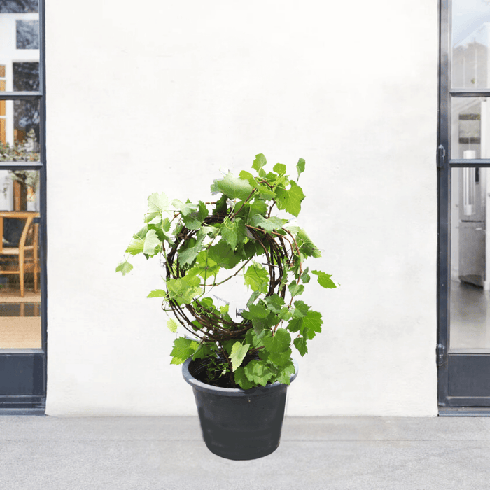 Vitis vinifera Or Pakistani Grapes Plant الشجرالعنب فاين - Greensouq -
