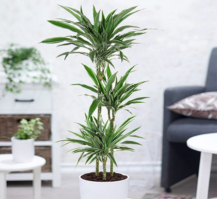 Dracaena fragrans deremensis “Warneckei”