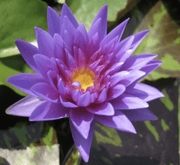 Water Lily Nymphaea "King of Siam" - Greensouq -