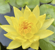 Water Lily Nymphaea mexicana "Yellow" - Greensouq -