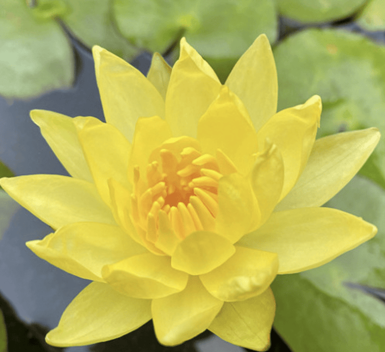 Water Lily Nymphaea mexicana "Yellow" - Greensouq -