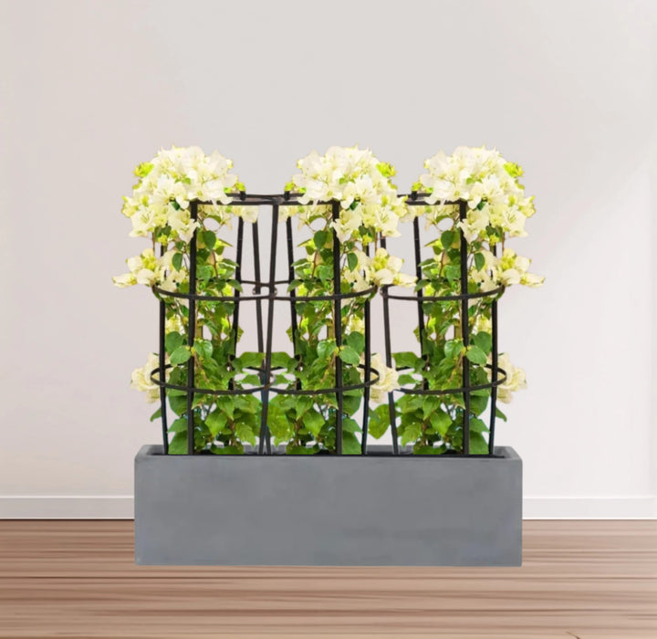 3 Bougainvillea Spectabilis 80 - 100cm in Grp Planter (100-30-30cm)