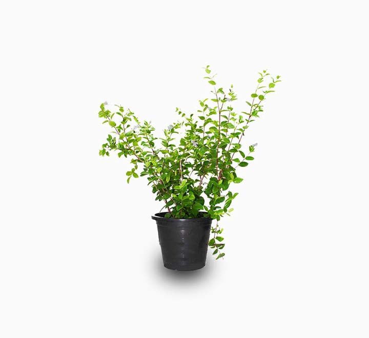 Wrightia Milky Way - Greensouq -
