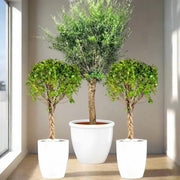 XL Olive Tree with Twin Braided Bonsais Bundle (Big Olive, Ficus Diversifolia Twisted Trunk)) - Greensouq -