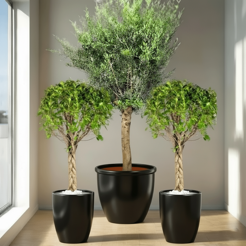 XL Olive Tree with Twin Braided Bonsais Bundle (Big Olive, Ficus Diversifolia Twisted Trunk) - Greensouq -