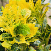 Yellow Iceton Croton 0.8 - 1m - Greensouq -