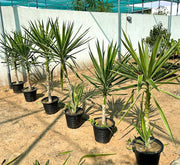 Yucca elephantipes variegata or Variegated Spineless Yucca - Greensouq -
