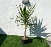 Yucca elephantipes variegata or Variegated Spineless Yucca - Greensouq -